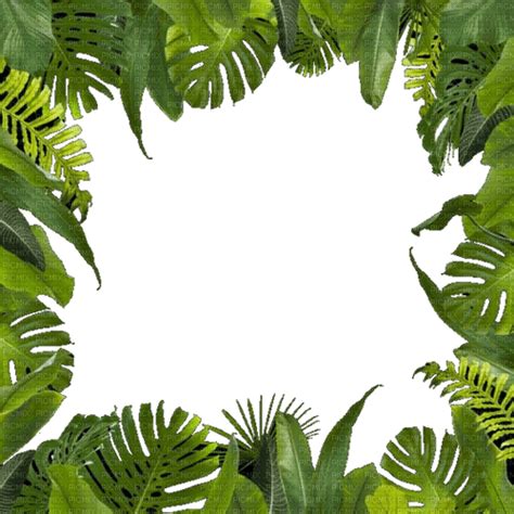 Jungle Border PNG | PNG All