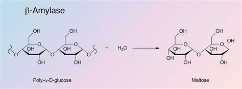 Beta Maltose Structure