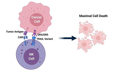 Natural Killer Cells Treatment NK Cell Immunotherapy |Cell Quest