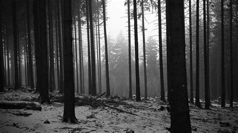 Black and White Forest Wallpaper Full HD. | Black and white landscape, Forest wallpaper, Black ...