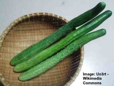 Types of Cucumbers: Varieties from Around the World (Pictures Included)