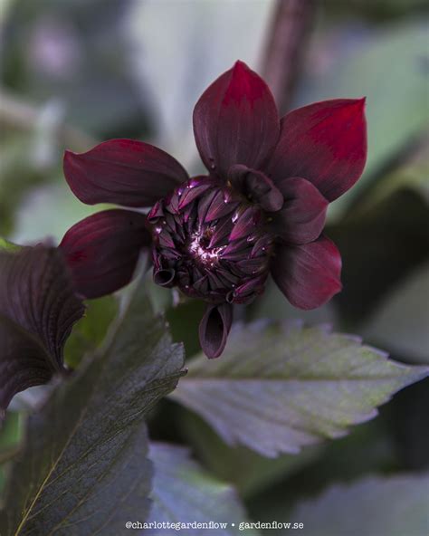 Dark red dahlias – Garden Flow