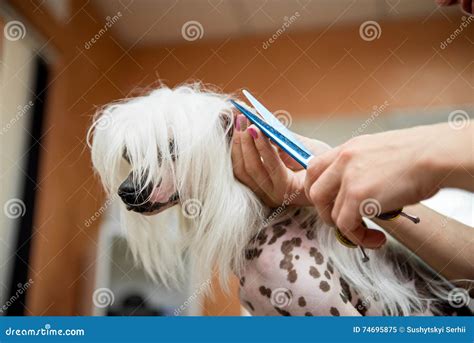 Breed Dog Grooming Chinese Crested Stock Image - Image of hair ...