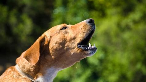 How To Stop A Neighbors Dog From Barking - Mute that mutt!