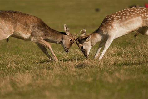 Rutting Deer stock image. Image of animals, deer, europe - 11393369