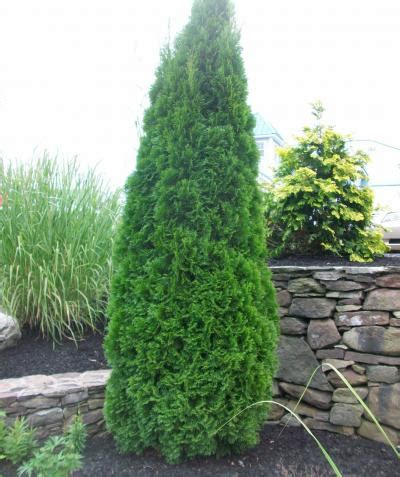 Dwarf Emerald Green Arborvitae Trees