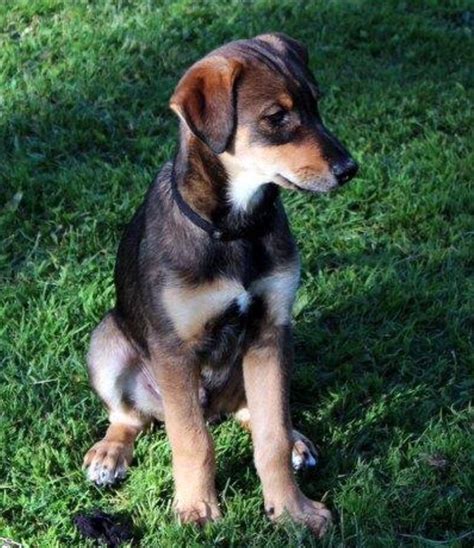 Husky/ Doberman mix absolutely gorgeous | Unique dog breeds, Rare dog breeds, Hybrid dogs