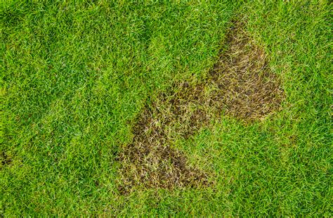 Brown Lawn Patches: Why they happen and how to fix them | MOOWY