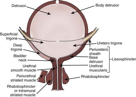 Bladder Trigone Anatomy