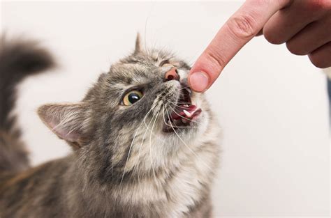 Top Effective Tips On Cat Teeth Cleaning | Pets Nurturing