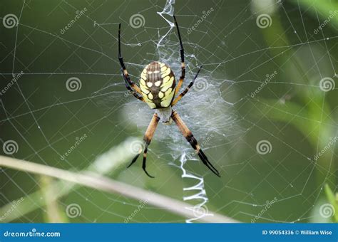 Yellow Garden Spider Web stock photo. Image of stabilimentum - 99054336