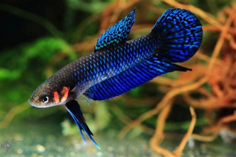 Best 8 Wild Betta Fish for your Aquarium – You betta believe it | Keeping Fish