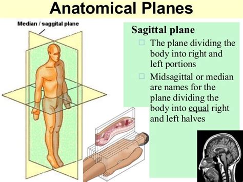 Introduction to Anatomy