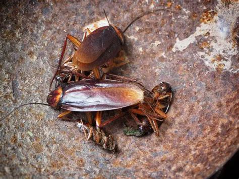 How Do Cockroaches Get in the House? - pestwhisperer.com