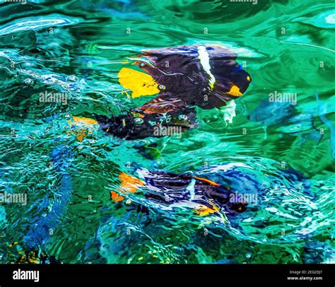 King angelfish hi-res stock photography and images - Alamy