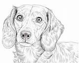 Dachshund Coloring Pages sketch template