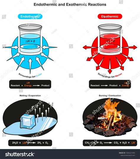 Endothermic and Exothermic Reactions infographic diagram showing ...