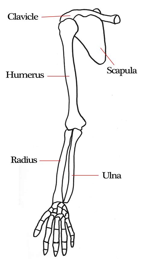 Human Arm Bone Anatomy - These bones form joints that provide a wide ...