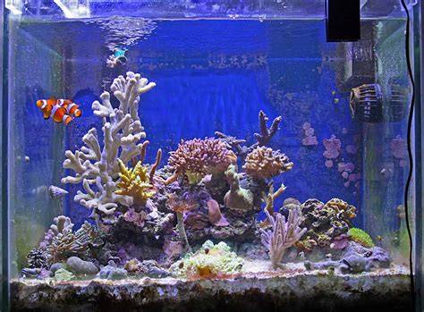 Top 10 Best Nano Aquariums [2021] Complete Buying Guide