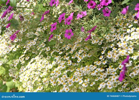 Summertime country flowers stock image. Image of flowers - 74468487