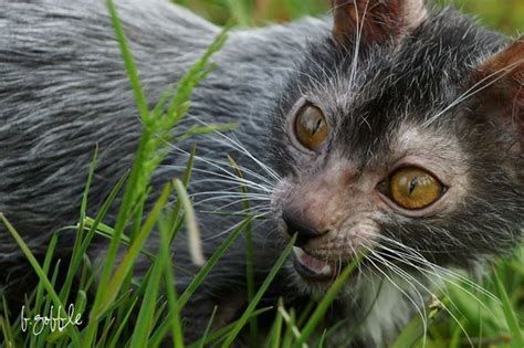 Lykoi Werewolf Cat - XciteFun.net