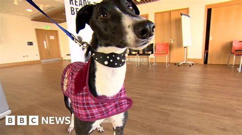 Battersea dogs on the catwalk for charity - BBC News