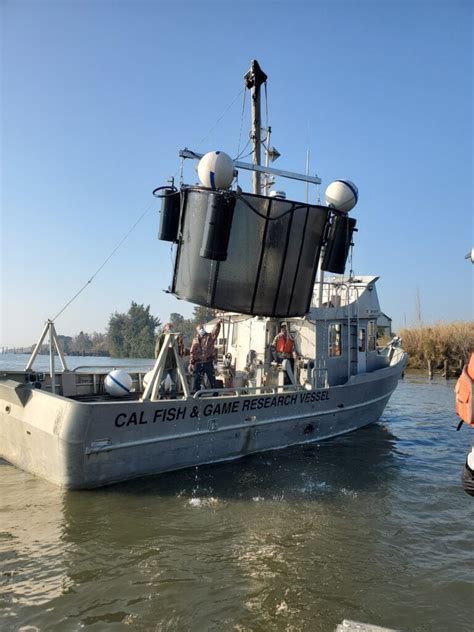 Experimental Release of Cultured Delta Smelt – Fish Conservation Physiology Lab