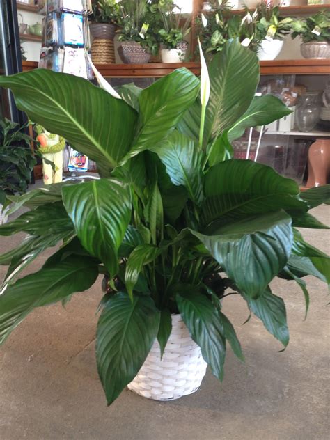 Peace Lily Plant in Malden, MA | O'Brien's Florist & Greenhouses