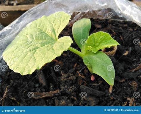 Cantaloupe stock image. Image of leaves, fresh, seedling - 178989391