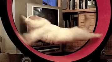 Cat Run GIFs - Find & Share on GIPHY