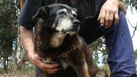 Maggie, the world's oldest dog, dies at 30 | FOX 5 DC