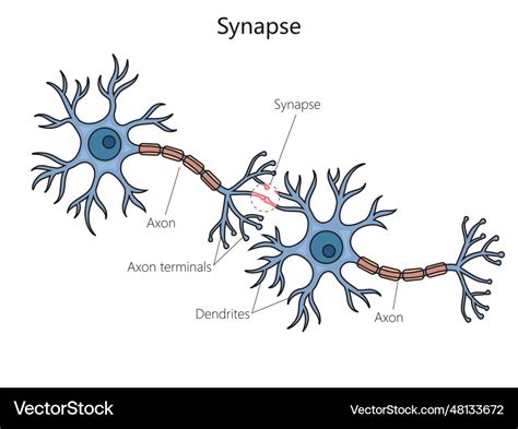 Synapse connection diagram medical science Vector Image