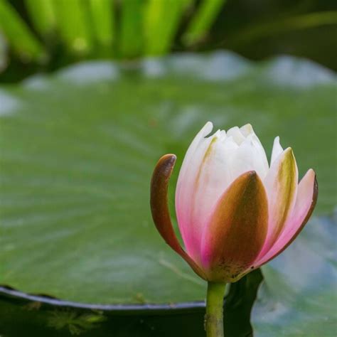 Premium Photo | Pink water lily in a pond