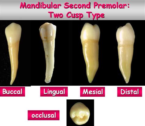 RxDentistry: DENTAL ANATOMY OF PREMOLARS