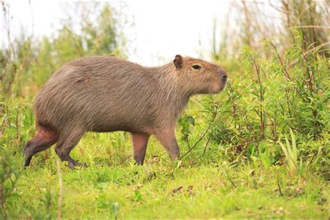 What Do Capybaras Eat? Their Diet Explained - A-Z Animals