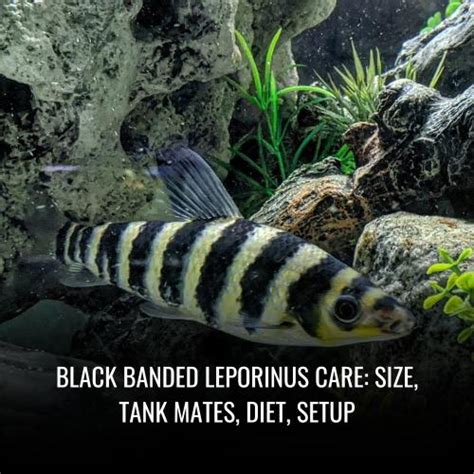 Black banded leporinus Care: Size, Tank Mates, Diet, Setup