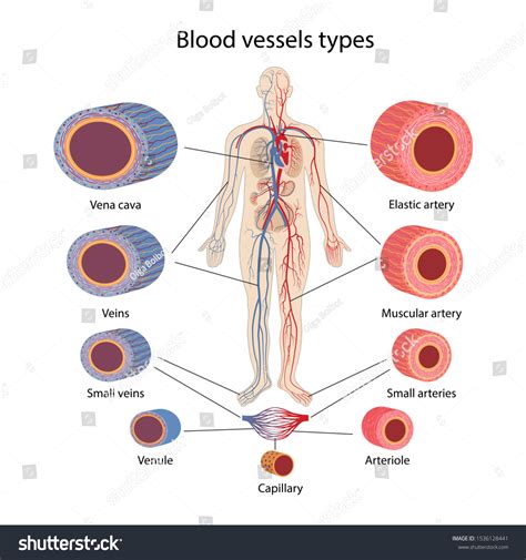 Blood Vessels Types Human Circulatory System Stock Vector (Royalty Free ...