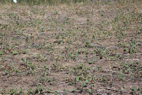 Volunteer Canola Control | Wheat & Small Grains | Washington State ...