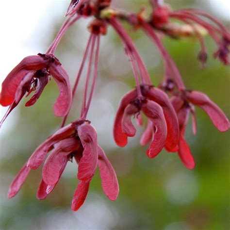 Red Maple Seeds Photograph by M E - Fine Art America