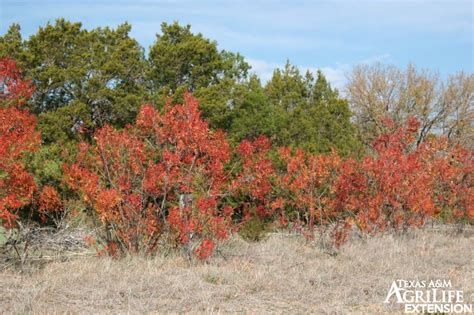 Plants of Texas Rangelands » Flameleaf sumac