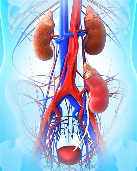 Kidney Transplant Clipart