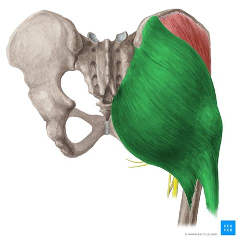 Gluteus Medius Kenhub