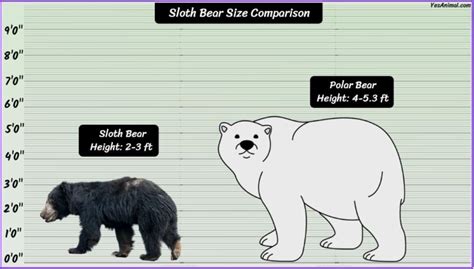 Sloth Bear Size: How Big Are They? Compared With Others