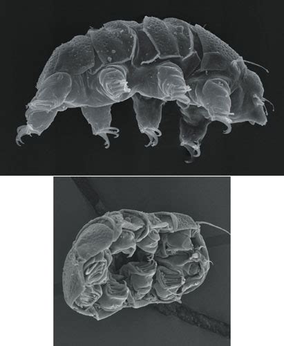 Tardigrades | American Scientist