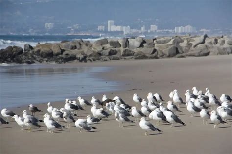 El Segundo Beach, El Segundo, CA - California Beaches