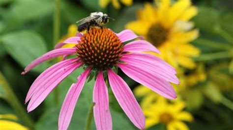 What to plant to draw pollinators to your yard and garden, with a plant list