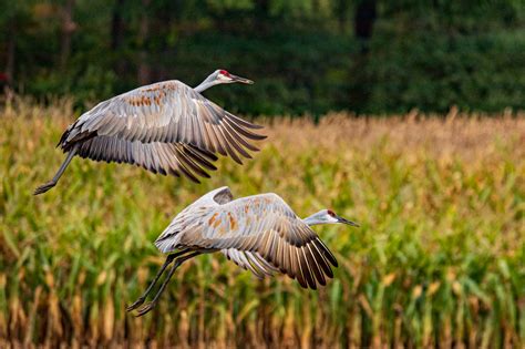 Fall Migration: Viewing Sandhill Cranes in Michigan - Michigan Audubon