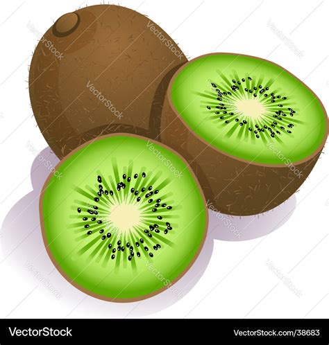 Kiwi fruit Royalty Free Vector Image - VectorStock