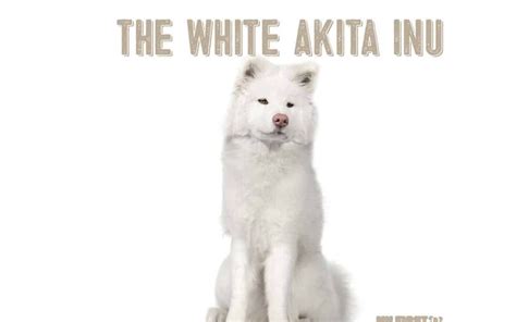 The White Akita Inu - My First Shiba Inu