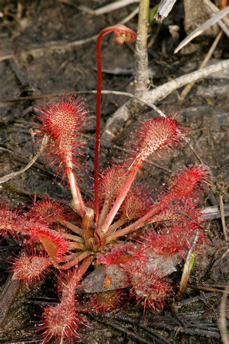 Free picture: spoonleaf, sundew, drosera, intermedia, details, image, plant, dews